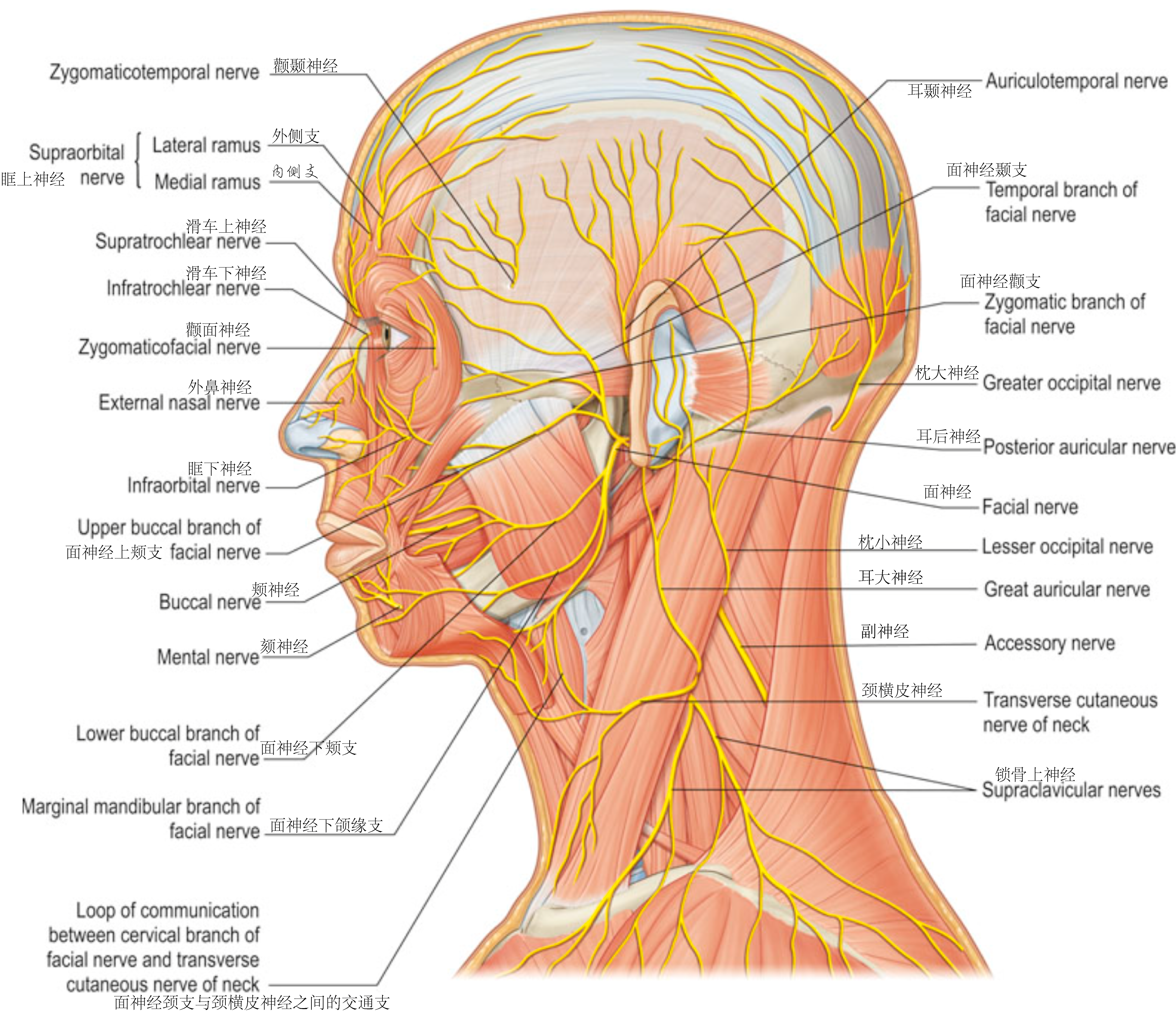 三叉神经-颈丛皮支-面神经运动支在面颈部的分布