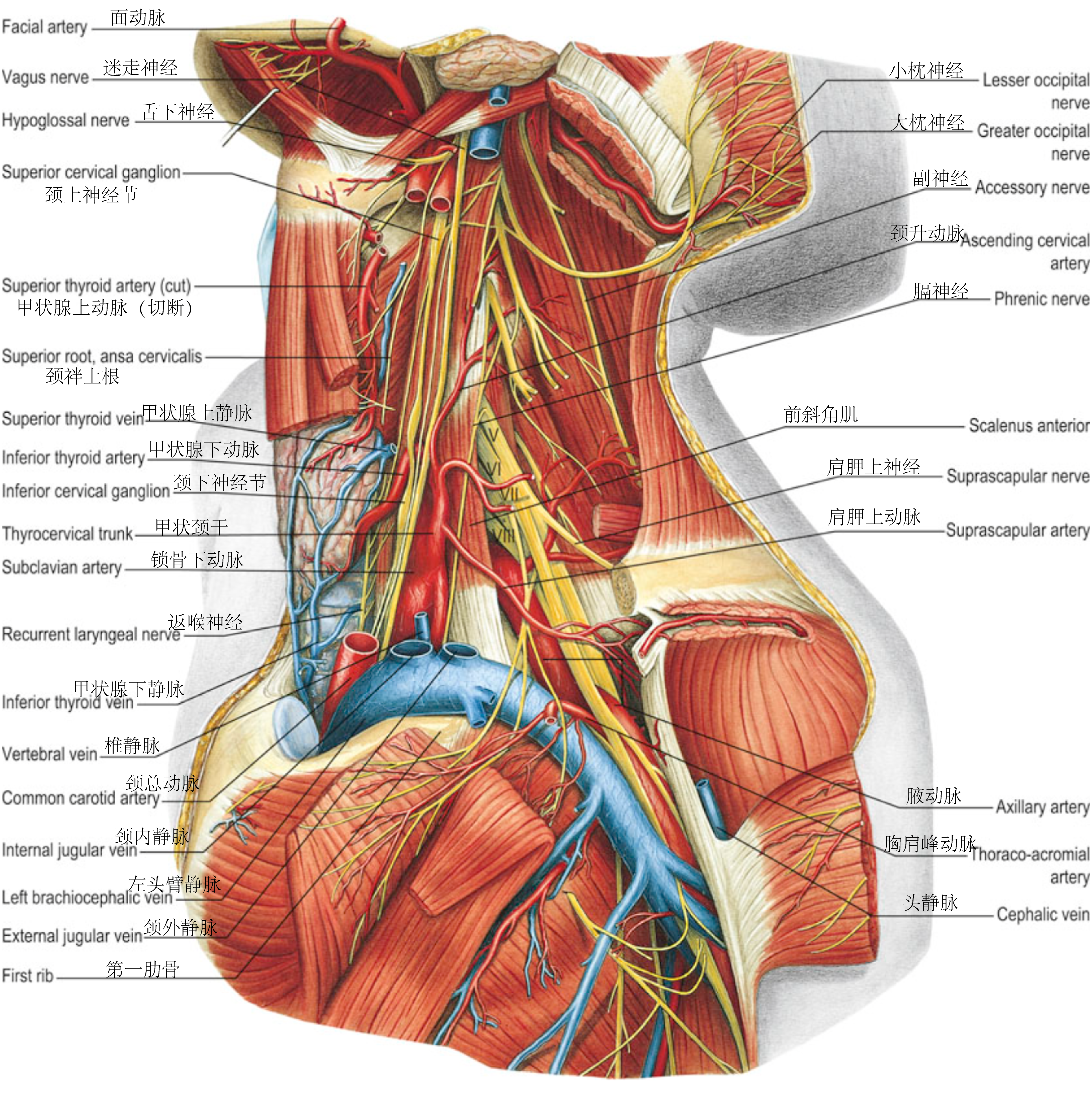 颈部血管和神经（浅）