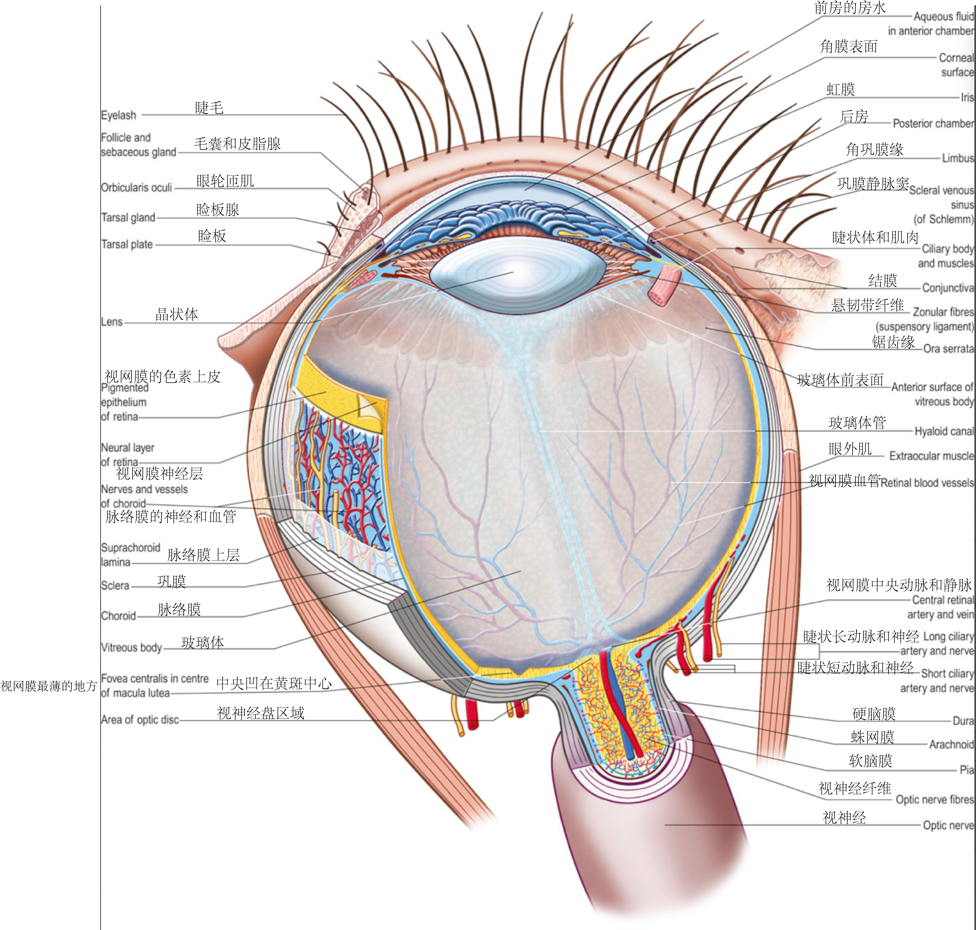 从上方观察的左眼