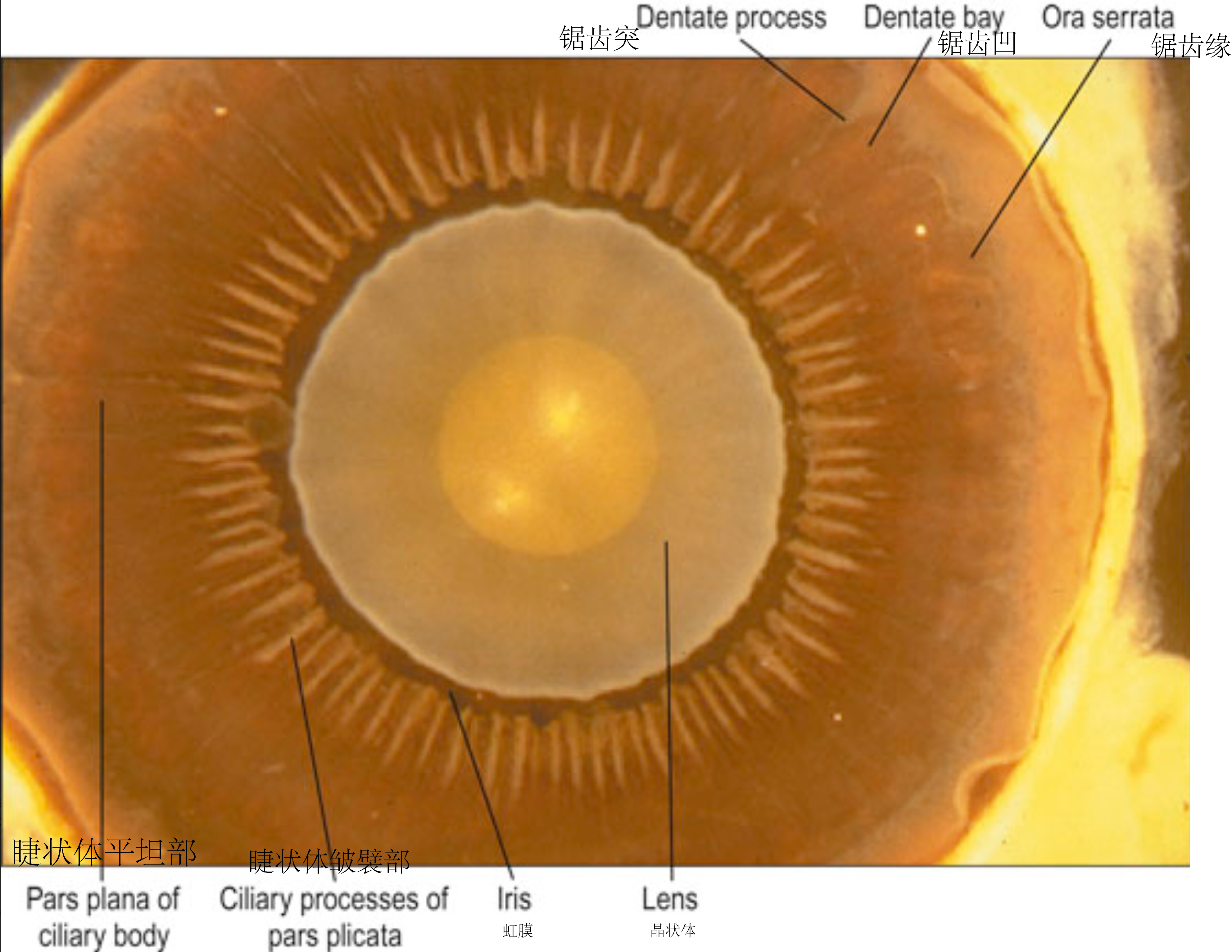 眼睛前半部的后面观