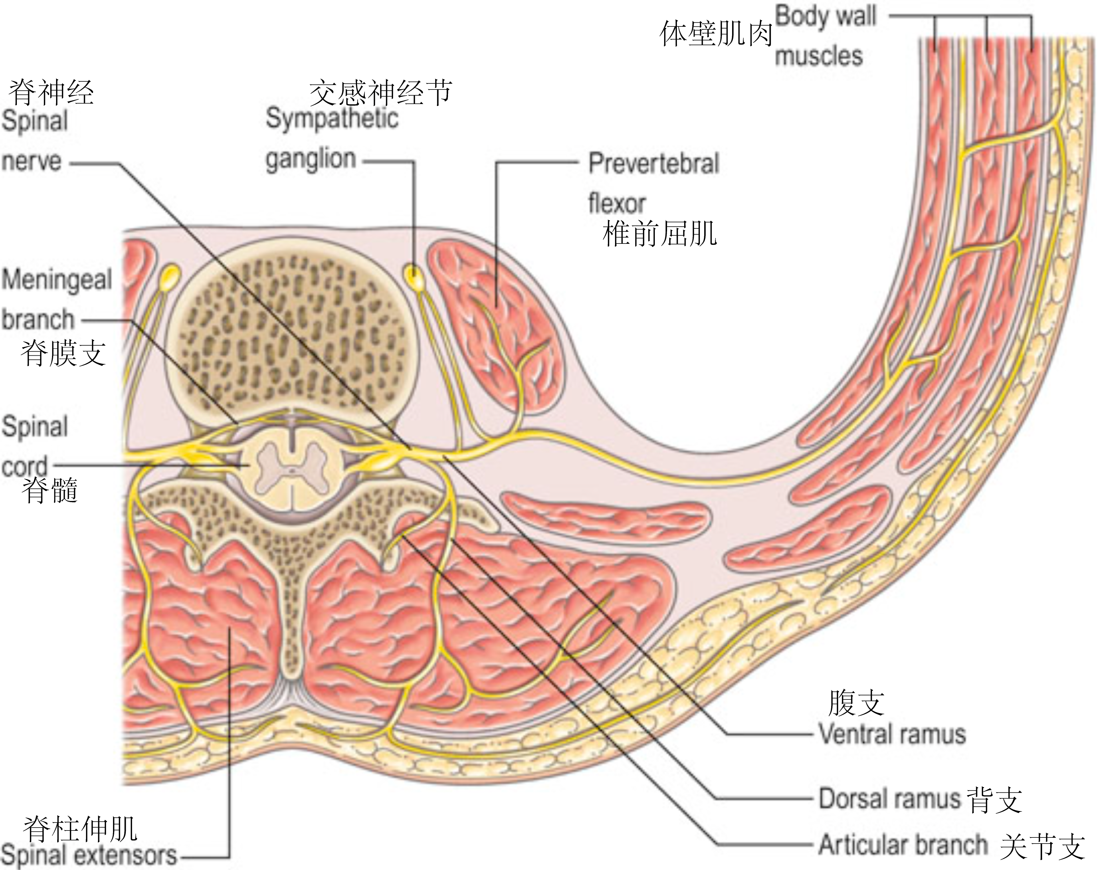 典型脊神经分支模式
