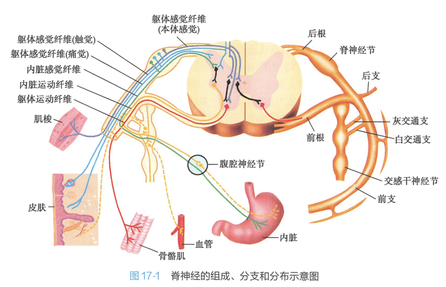 典型脊神经分支模式