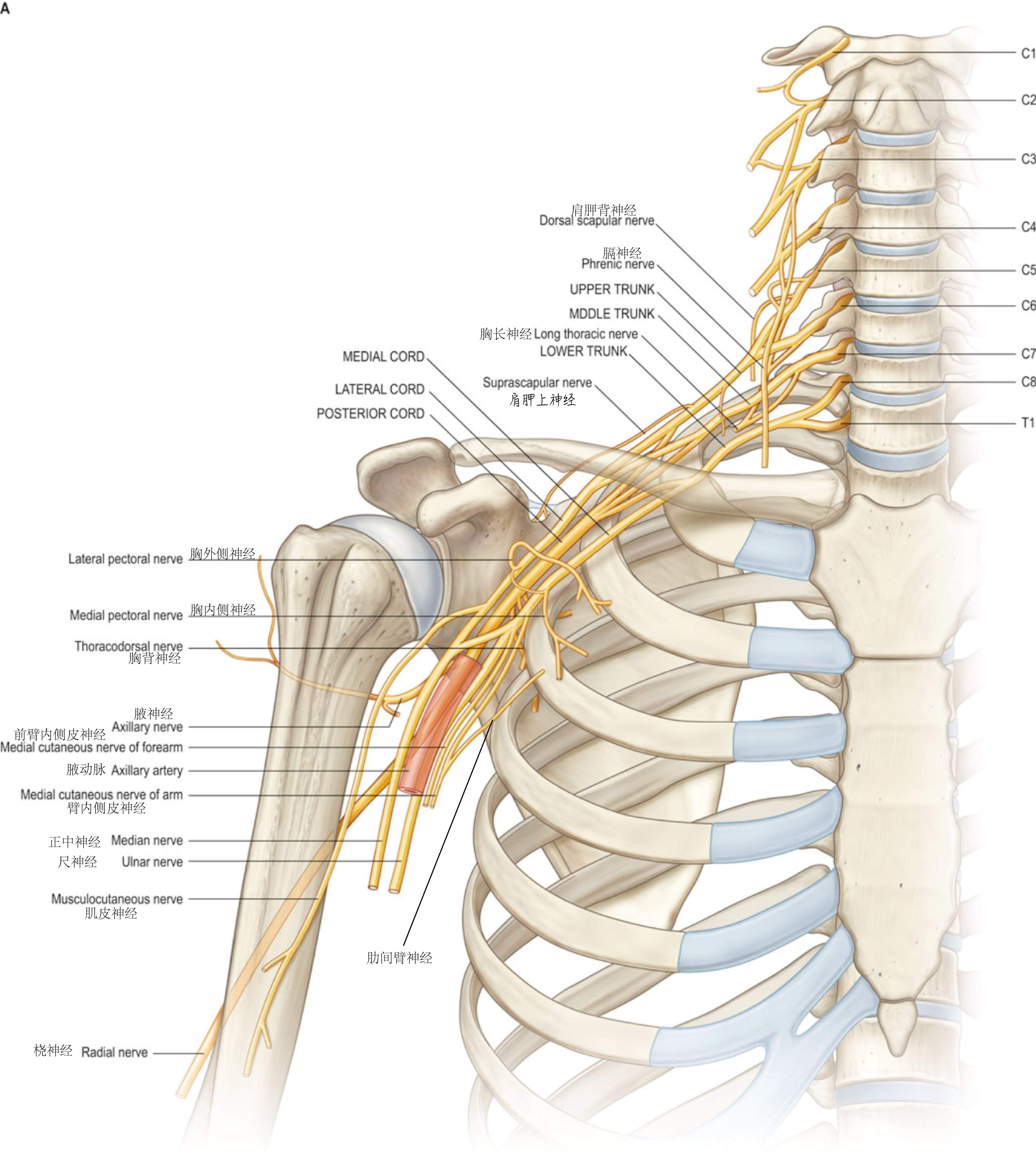 臂丛神经与骨的关系