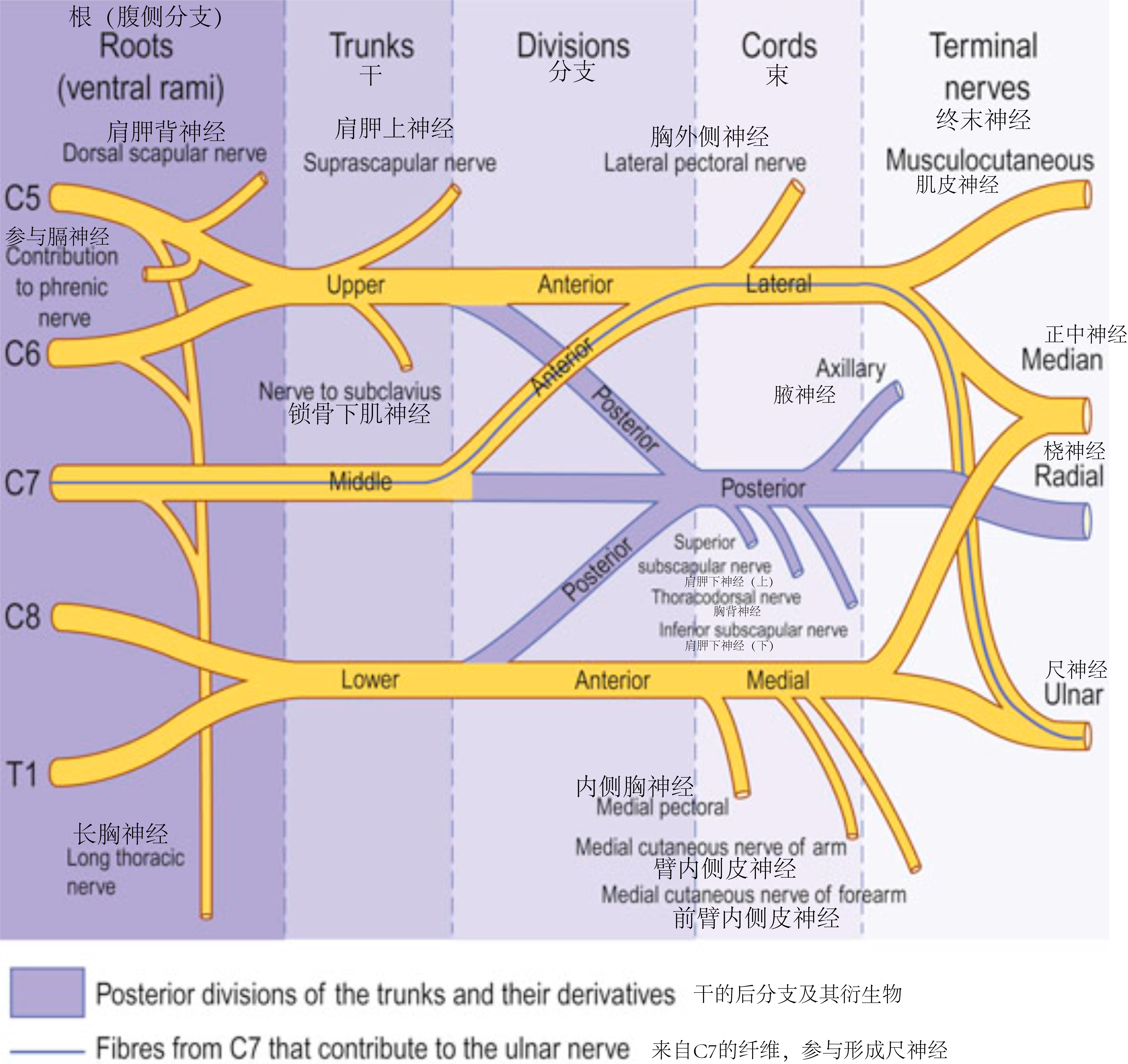 臂丛神经平面示意图