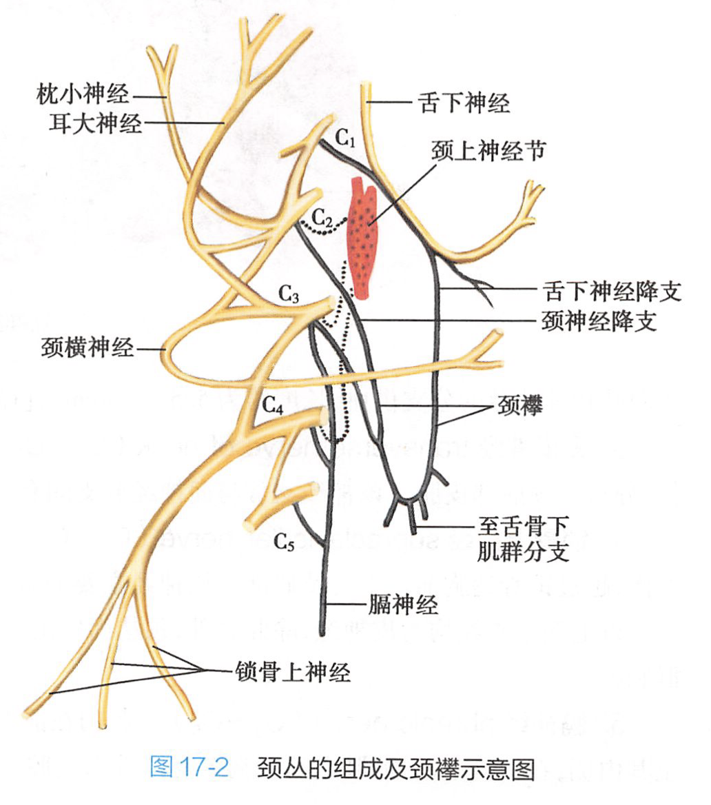 颈丛的组成及颈襻示意图