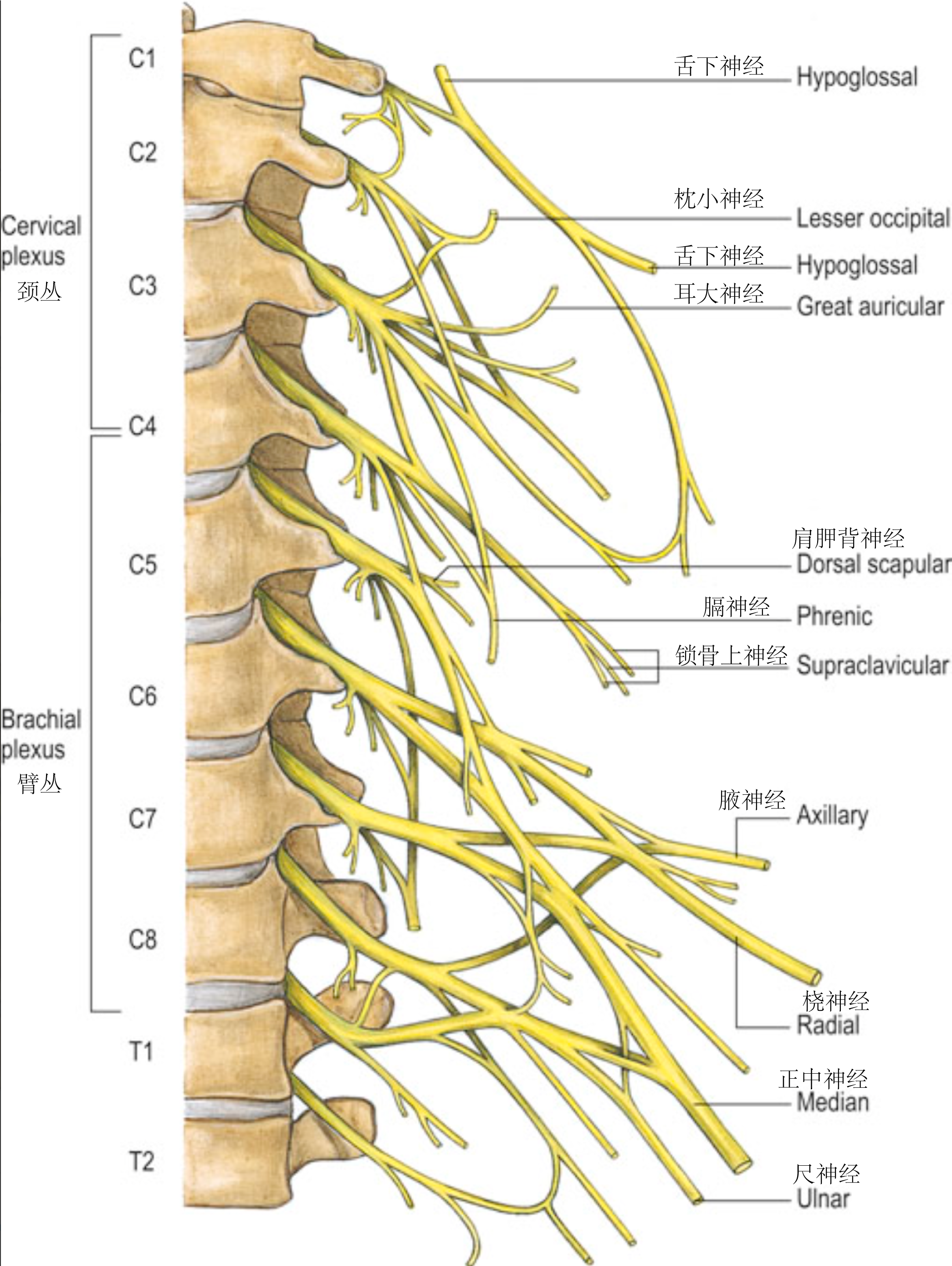 颈丛臂丛神经概览