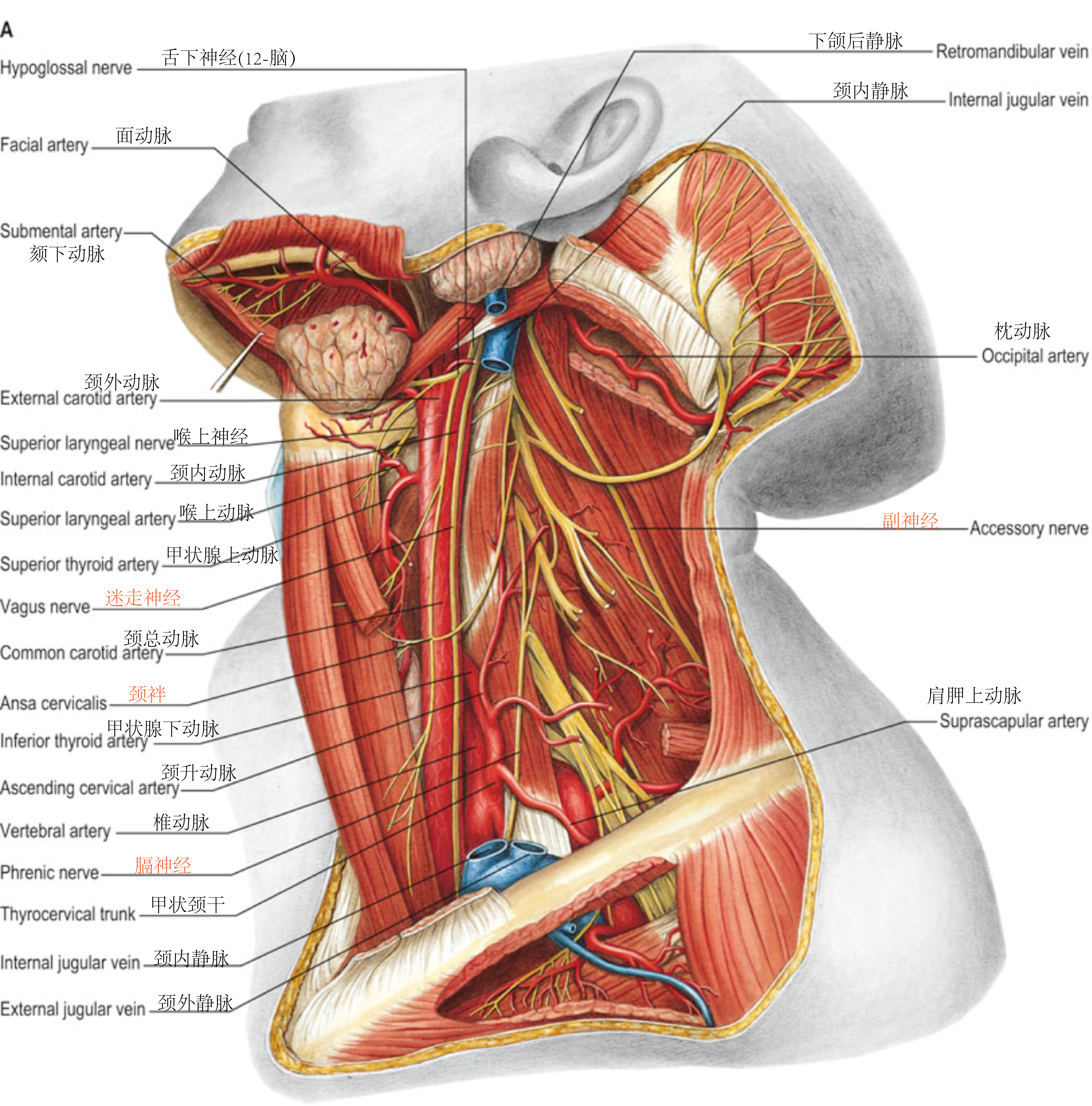 颈部血管和神经左侧视图